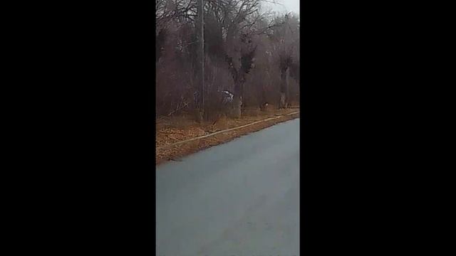 Заросший сквер у "Юности" смотреть онлайн