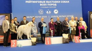 24.08.2025, СПб. Клуб "Кеннел-Клуб СПб". Рейтинговая выставка собак "КУБОК БЕЛЫХ НОЧЕЙ-2025"