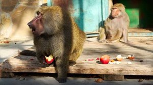 Мы и не знали что Веня такой РЕВНИВЕЦ! Анубис агрессивно настроен к мужчинам! Феня вернись к мужу!