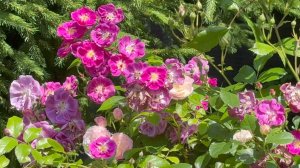 Июль в Саду 13 и 14 июля 2025