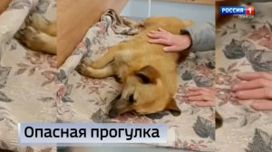 Опасная прогулка