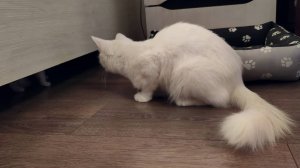 Мама-кошка ищет своего маленького белого котёнка. Прекрасное кошачье семейство.