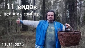 11 видов осенних грибов. 11.11.2025