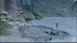 СЫН МОЙ КАК ДОЛГО Я ЖДАЛ