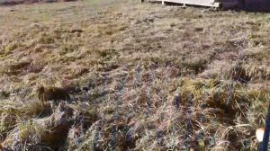 Осенние этюды....