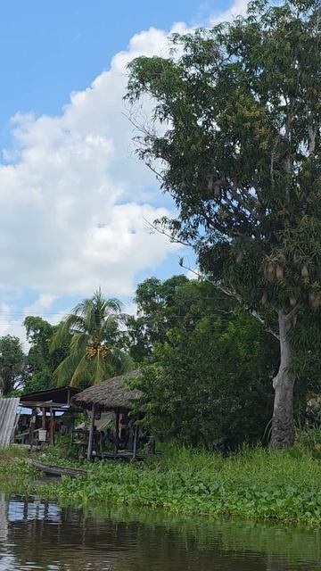 Манго джунглей Венесуэлы и артишоки на реке Ориноко