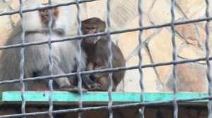 Люся не знает что ей делать, Лида оказалась ХИТРЕЕ, она точно знает как удержать Елисея)