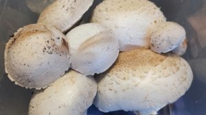 Урожай грибов дома