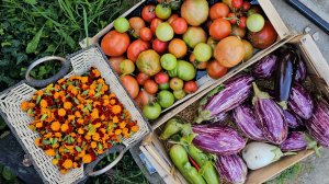 26 октября 2025. Обзор моего осеннего сада-огорода. Урожай томатов-баклажанов-арбузов. И РОЗЫ!