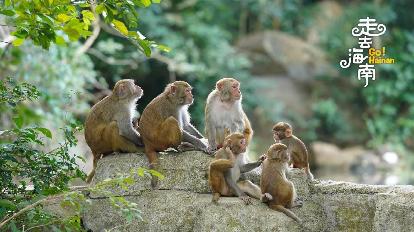 Хайнань "Остров обезьян" смотреть онлайн