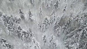 Метель в лесу.