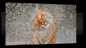 Kevin Wood - In Search of Meaning