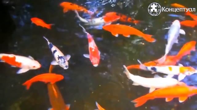 Гаряев-Матрицы.РФ__Пётр Гаряев׃ Демографический коллапс в России смотреть онлайн