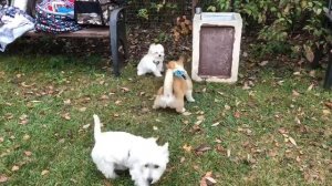 Маффин, которому не весело. Видео к вебинару "Что пошло не так?"