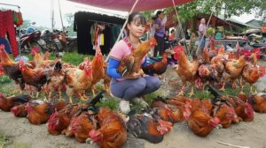 Вырастила кур и продаю их на сельском рынке. Жизнь во Вьетнаме