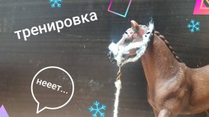 Тренировка Алексы