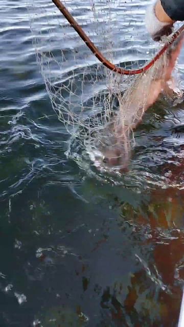 Поймал -отпусти смотреть онлайн