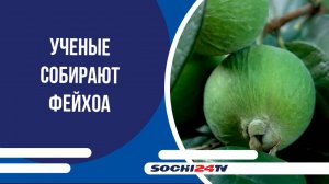 Ученые собирают фейхоа для исследований