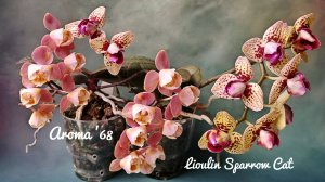 Мультифлоры Aroma '68 и Lioulin Sparrow Cat 🌷 Уветение пелора Арома '68 и трилипса Спэрроу Кэт