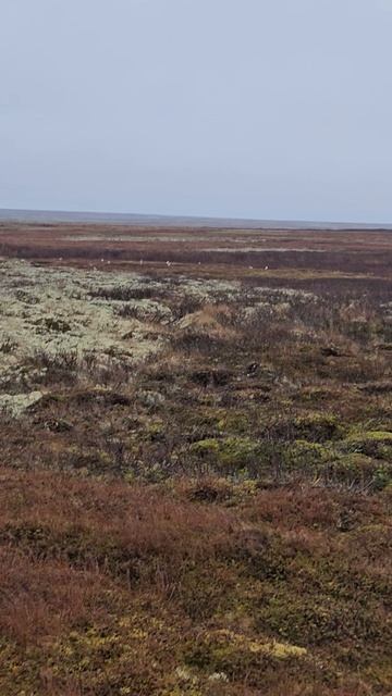 Куроратки в тундре