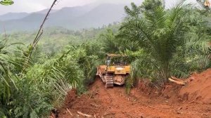 Строительство, лесная дорога, расчистка