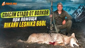 Спасение стада от волков при помощи RikaNV Lesnik2 650L