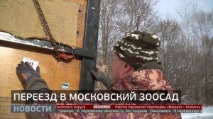 Тигриный переезд: улетели в Москву. Новости. 11/11/2025. GuberniaTV