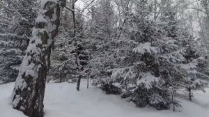 Красивая зима.Эко -парк .Гремячая Грива.Красноярск