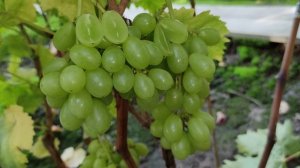 КИШМИШ ДЮШЕС!!!🍇🍇🍇 СИГНАЛКИ НА ПРИВИВКАХ 2025. Telegram, WhatsApp и Vlber +79528500417.