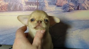 Мари Мистик Барселона Бона Вита #цена 150 тр #купитьщенкачихуахуапродаю +79215950848