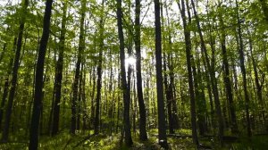 Гаряев-Матрицы.РФ__Могущественная Медитация. Послушав 5 Минут и Тело Начнет Себя Лечить