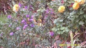 Мариуполь ⚓ сейчас 🏗️🏢 как есть 👆владельцы авто уважайте законы РФ 🇷🇺 тротуар для пешеходов ☝️