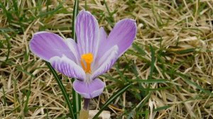 ВИДЕО ПВН  АВ   (40)