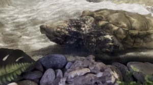 Грифовые черепахи