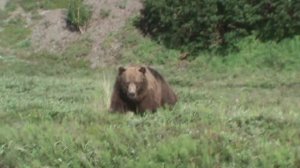 Медведь увидел меня, пошёл на разведку....