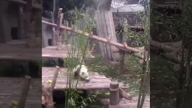 Нянчить панд не так и легко 😜😄
