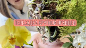 Пересадка крупной орхидеи из пластика в 5л вазу
