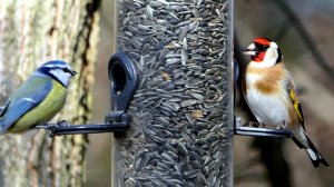 🦅❄🕊 Покормите птиц зимой! 🕊💕🦅 /Feed the birds in winter!/  "The Natural World" (Мир Природы)