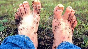 ПОЧЕМУ КОМАРЫ СОСУТ?