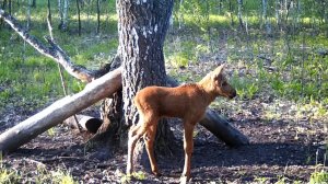 Нападение медведя на лосят на солонце (часть 2)