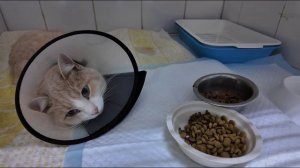 Полиция проверяет информацию об издевательстве над животным в Тюмени