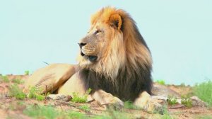 МУЗЫКА ДЛЯ РАССЛАБЛЕНИЯ И СНА