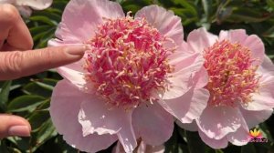 Пион с японской формой цветка Do Tell / Сад Ворошиловой