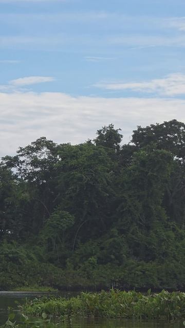 Обезьяны ревуны издают жуткие звуки, Венесуэла