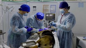 Боитесь лечить зубы питомцу? Посмотрите это видео! | Метису Пенелопе удалили 28 зубов