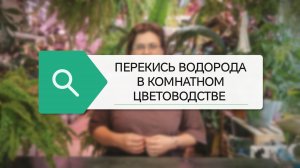 ИСПОЛЬЗОВАНИЕ ПЕРЕКИСИ ВОДОРОДА В КОМНАТНОМ ЦВЕТОВОДСТВЕ