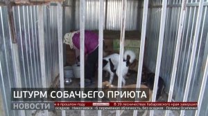 Дошло до драки: штурм приюта «Добрый пёс». Новости. 11/11/2025. GuberniaTV