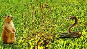 Осень. Буквица, клевер...