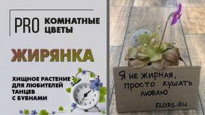 Жирянка. Хищное растение для любителей танцев с бубнами. Как ухаживать за жирянкой: полив, грунт.