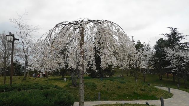 ВИДЕО ПВН  АВ   (52) КРАСНОДАР. ПАРК  ГАЛИЦКОГО.